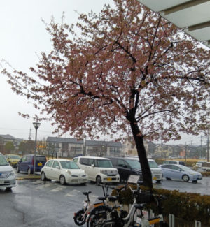 河津桜